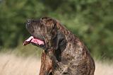 FILA BRASILEIRO 139
